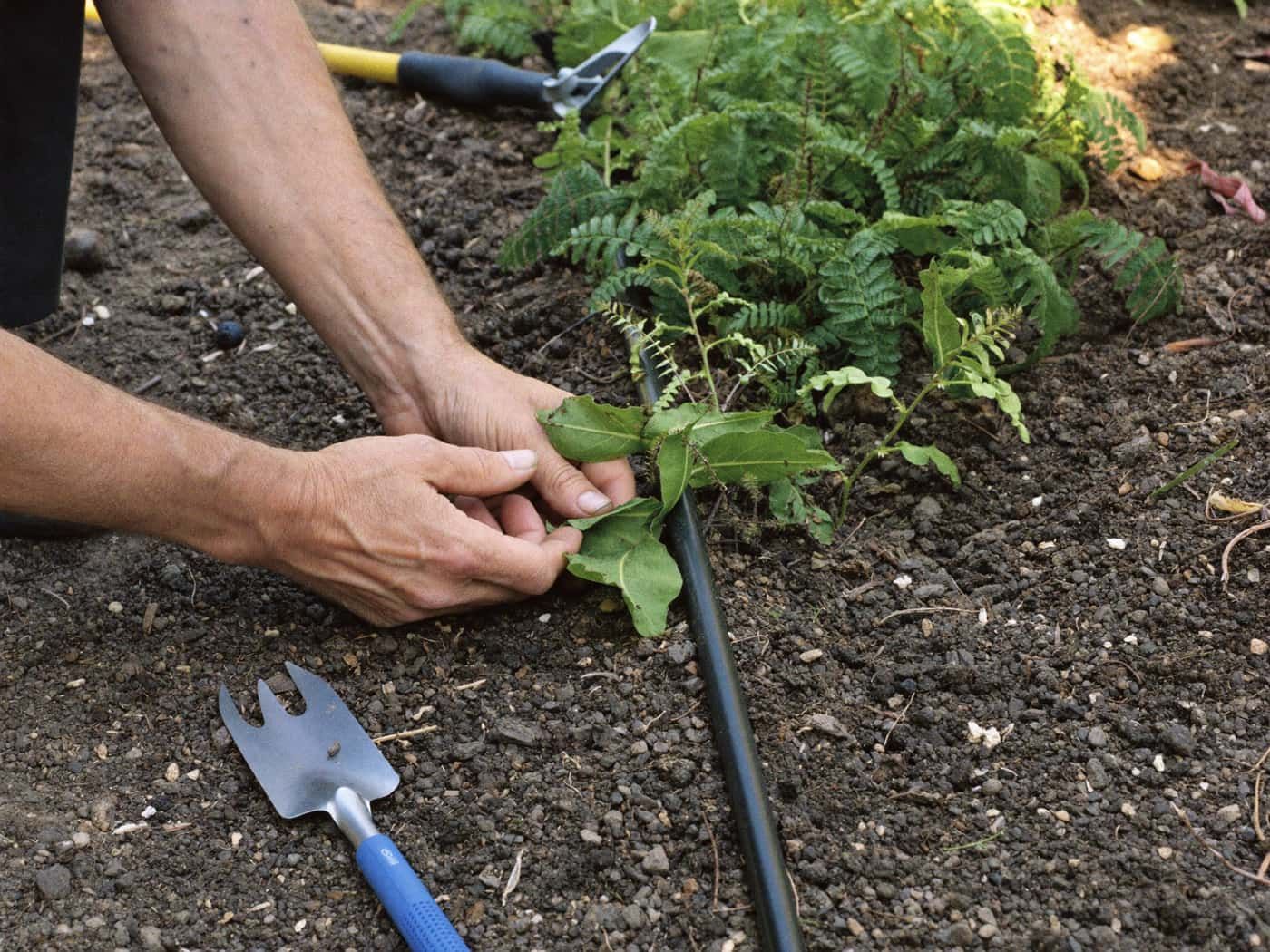 irrigation